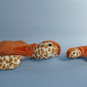 429  428  Loggerhead Turtle / Schildkrte / Karettskldpadda  15cm, 24 cm