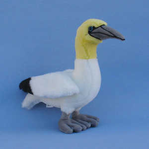 107  Gannet / Tlpel / Havssula, 22 cm